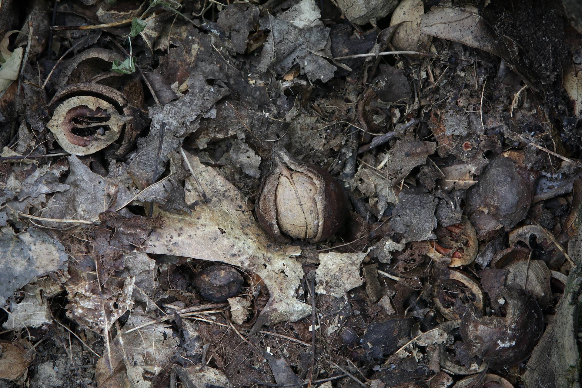 Photo of Laney's Hickory